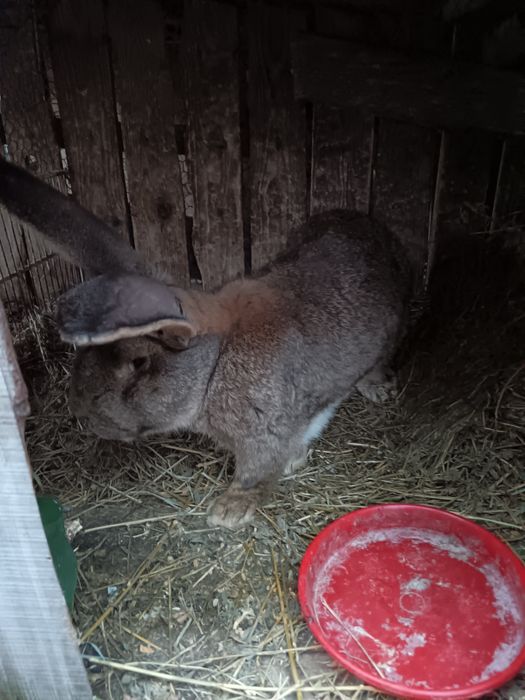 Iepure uriaș german