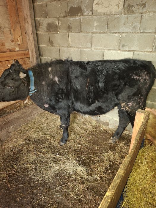 Продам телку и бычок