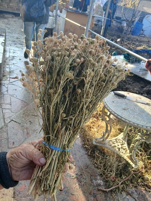 Продаётся исирик