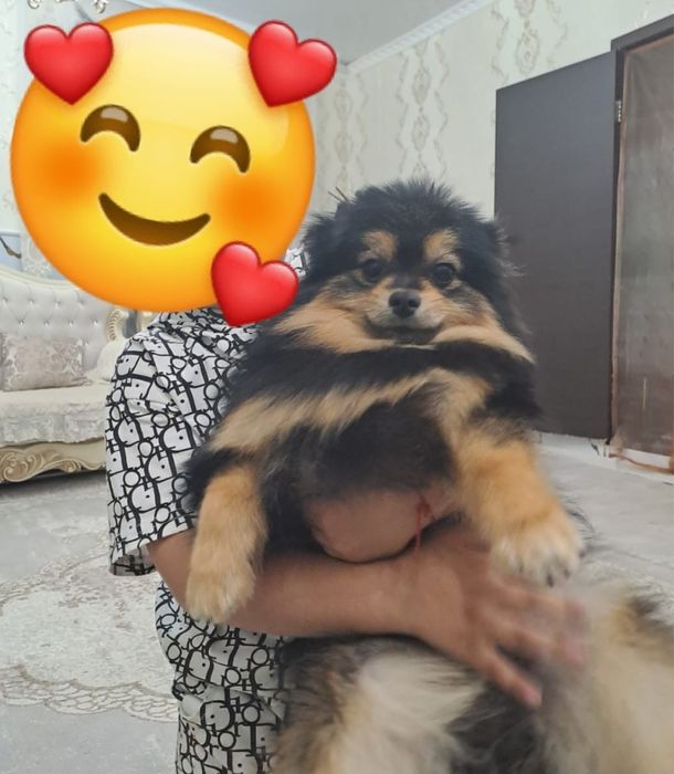 Продам Щенка мальчика шпица