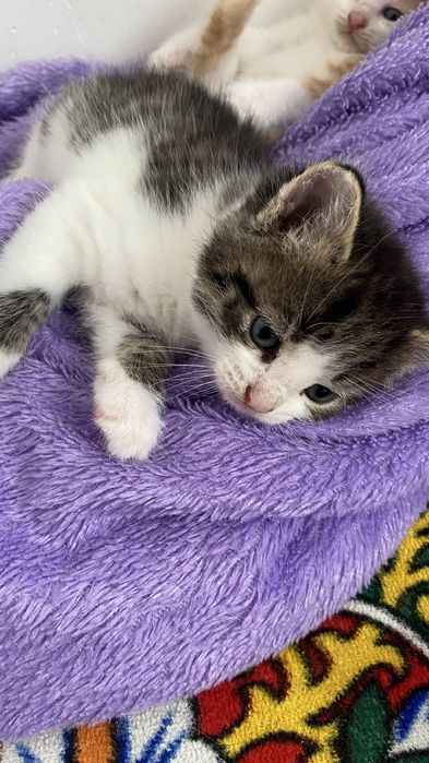 Отдам в добрые руки котенка мальчик