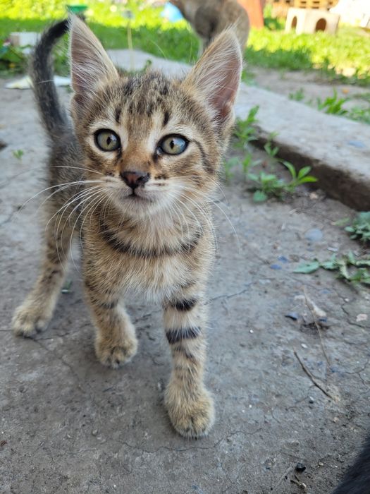 Отдам в хорошие руки котёнка