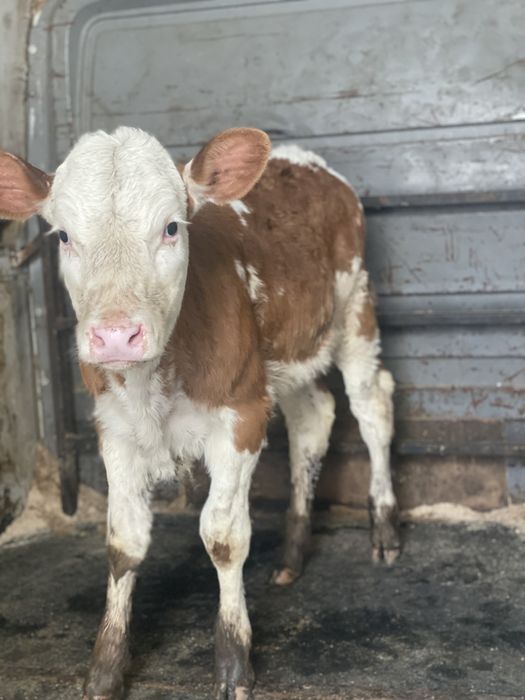 Vitea baltata de vanzare