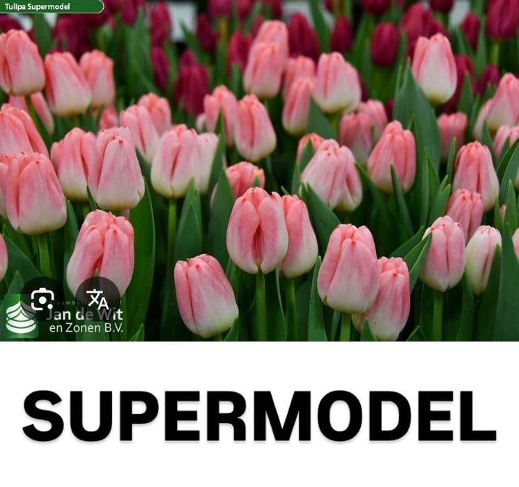 Тюльпаны  Шикарные Оптом и В Розницу