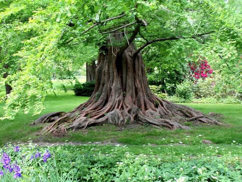 Саженцы редких деревьев: метасеквойя, дубы, сосны