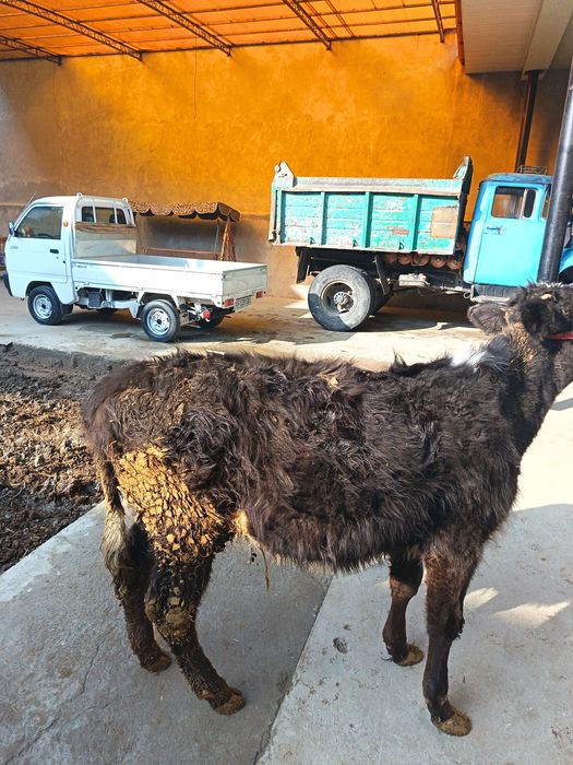 Gunajin sotiladi narxini kelishamiz