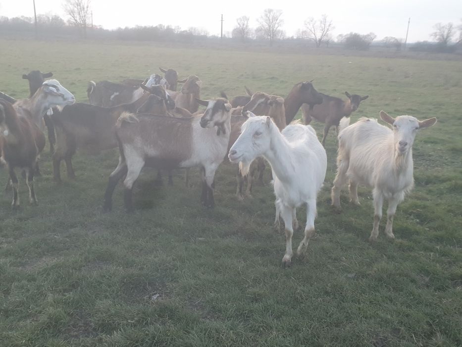 Vând 15 capre gestante