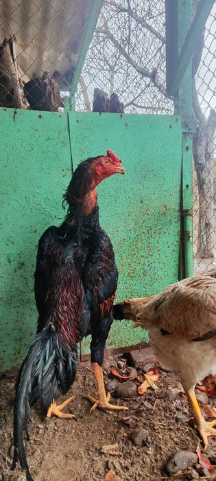Продаётся привозной Корейский петух