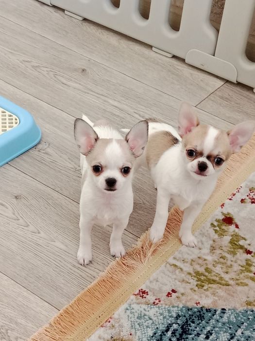 Щенок Чихуахуа -девочка.