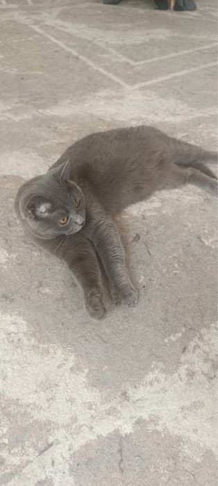 Отдадим кота в добрые руки