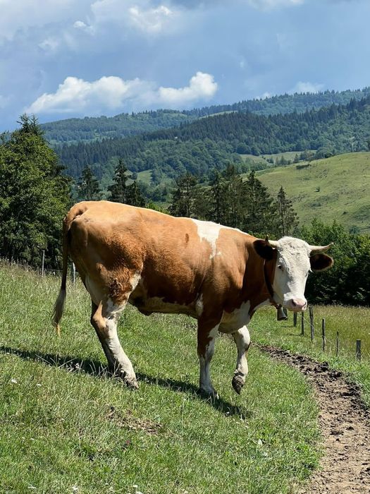 De vânzare juninca de 2 ani