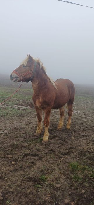Vând mânz blond de un an și 4 luni