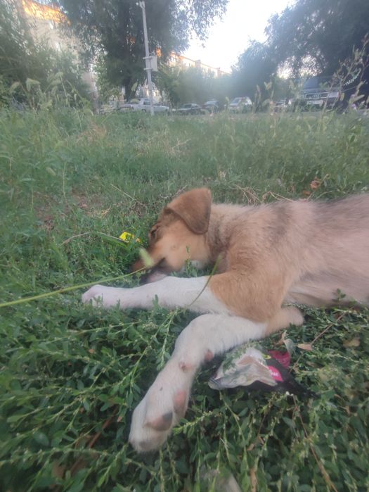 Собака милая отдадим в добрые руки