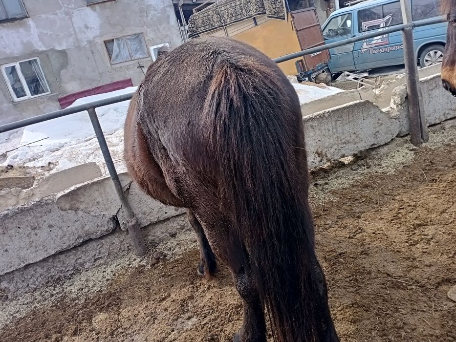 Продам жерёбая кабылка