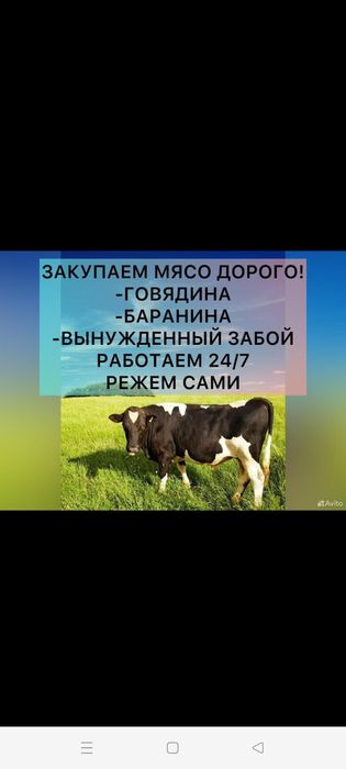 КРС Коровы Быки Баранина