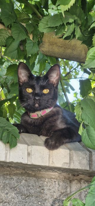 Котёнок. Девочка