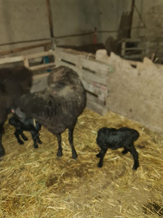 Қозылы қойлар сатылады!