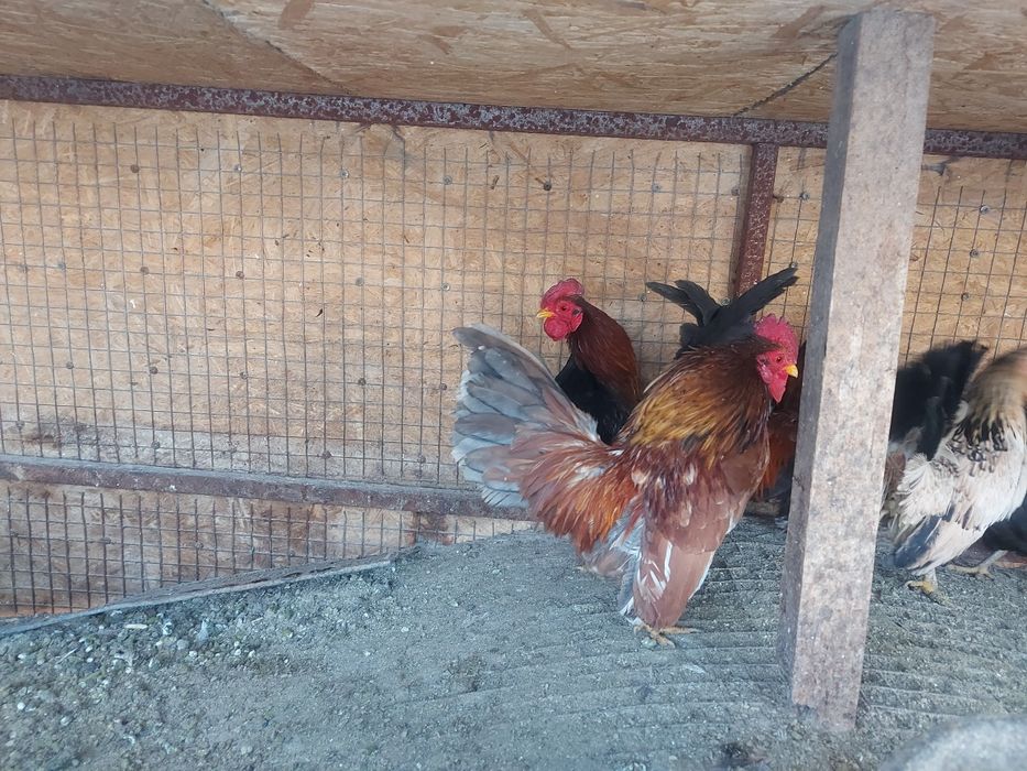 Серама декоративные петушки