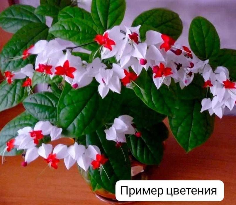 Клеродендрум госпожи Томпсон