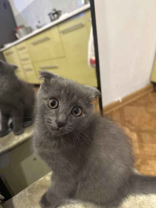 Шотландский вислоухий кот