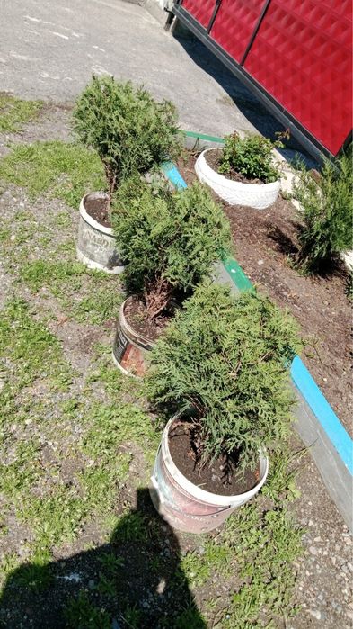 Декоративные кустарники туи