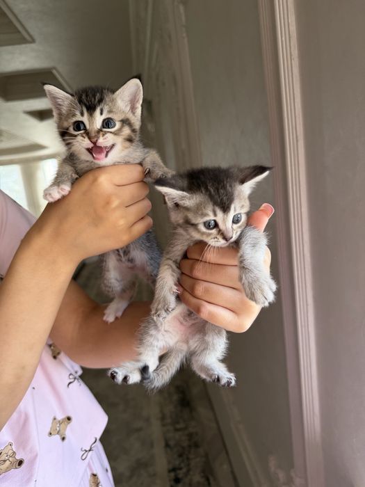 Продаются очаровательные котята