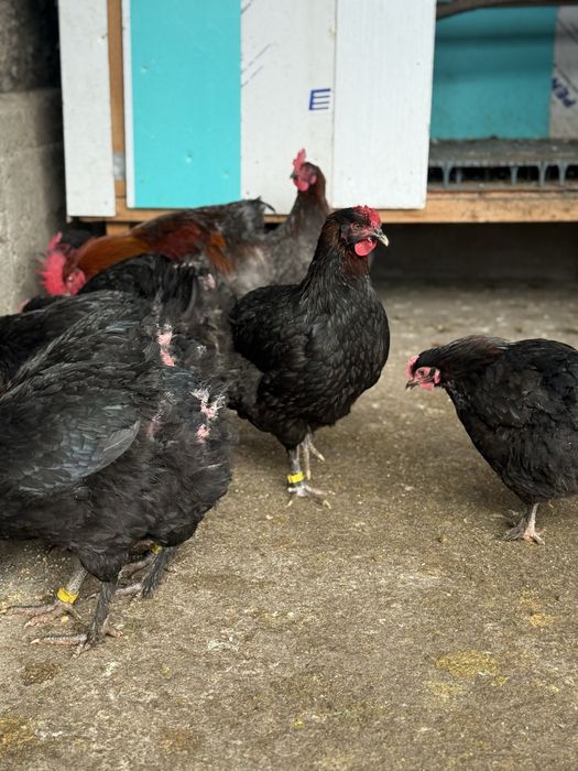 Vand oua de incubat marans