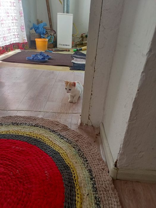 Котёнки пушистые