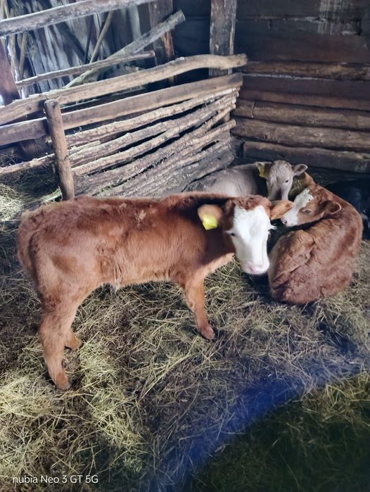 Продам 1,5 месячных телят