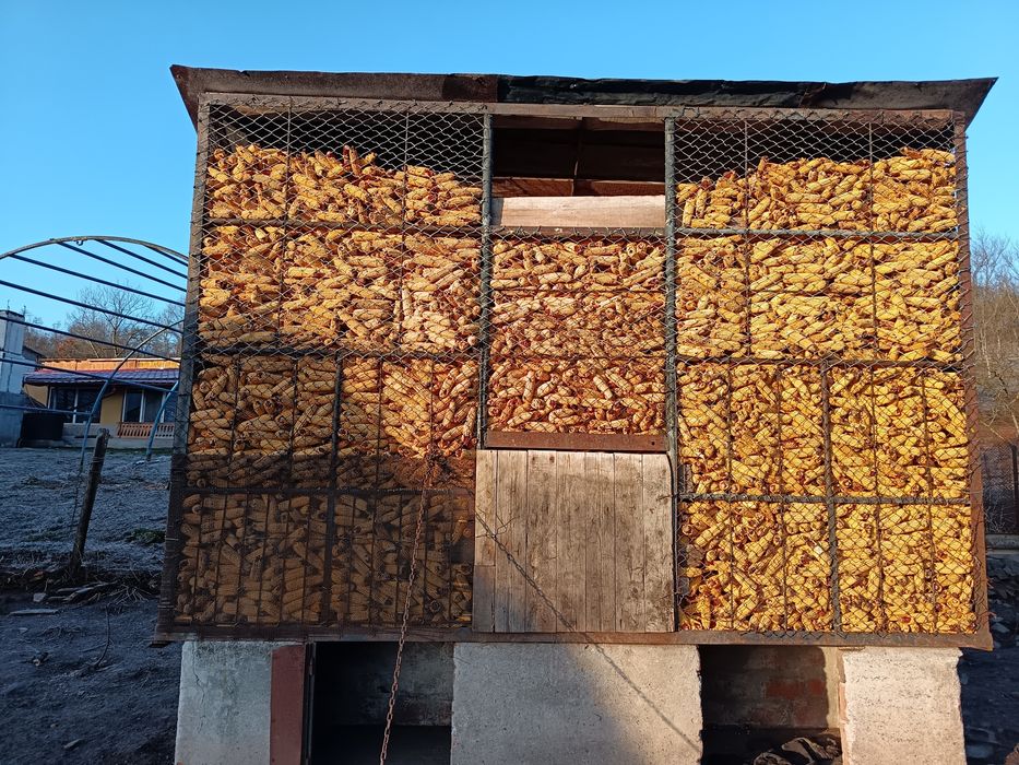 Vând porumb știulete