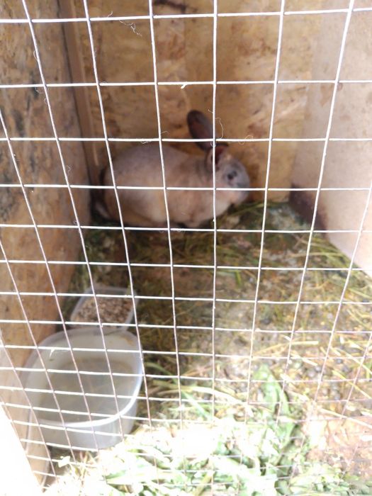 Кролики велекани