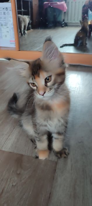 Продам котенка девочку Мейн-Кун.