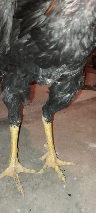 Дакан хўроз сотилади