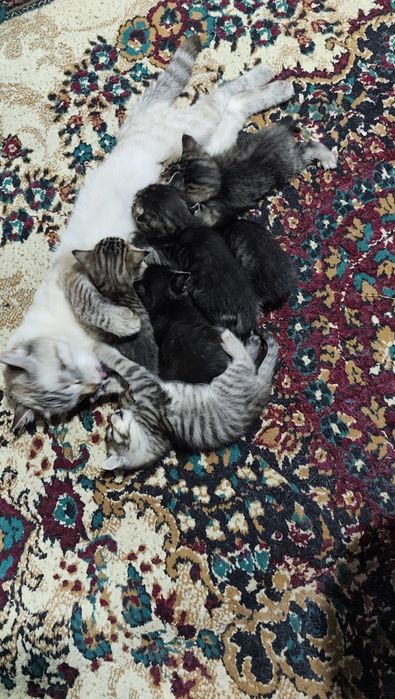 мушикимиз пародни ,Бололарни яхши қулларда бермоқчиз ҳадяга .