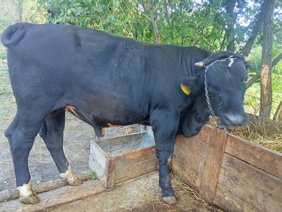 Taur angus de vânzare
