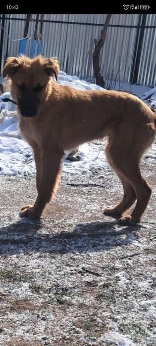 Отдам щенка мальчика.