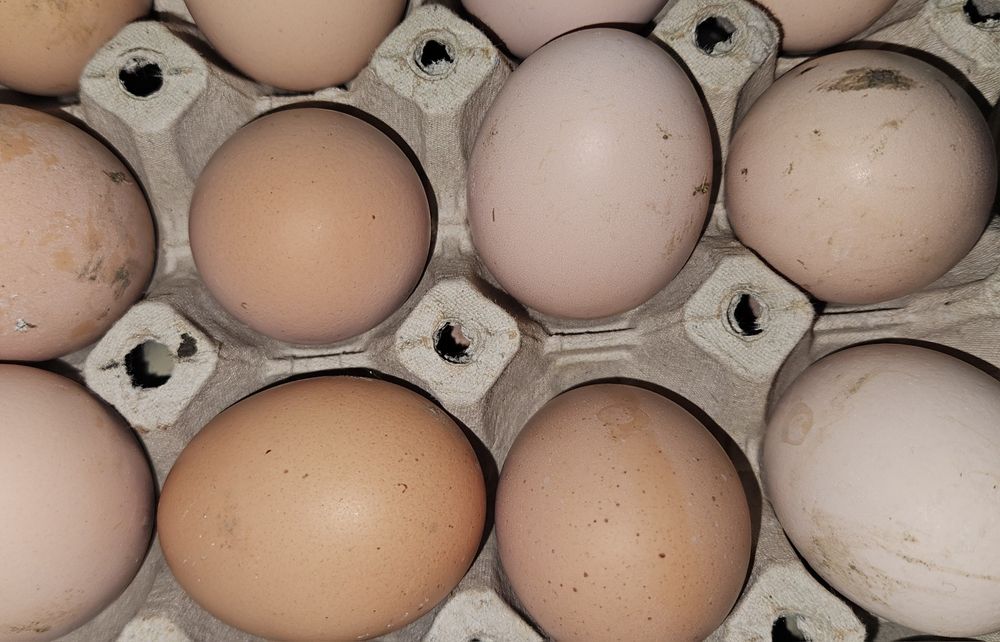 Oua pentru incubat