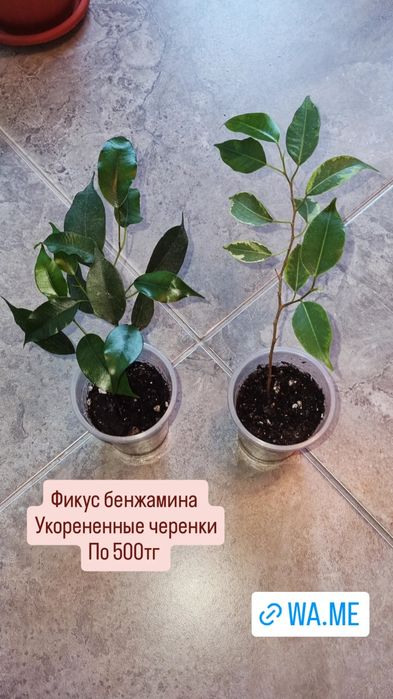 Цветы от 200 до 2500