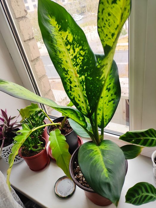 Дифенбахия банана сорт