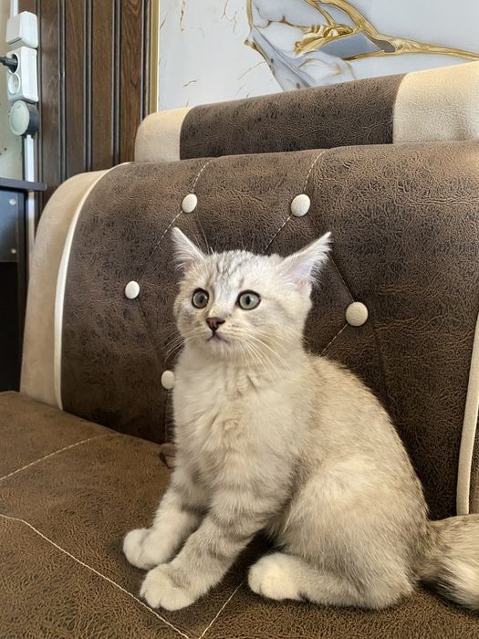 Мушук сотилади парода Scotch strays