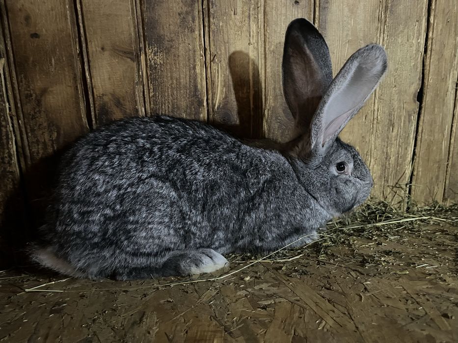 Pereche Urias German Chinchilla 6 luni