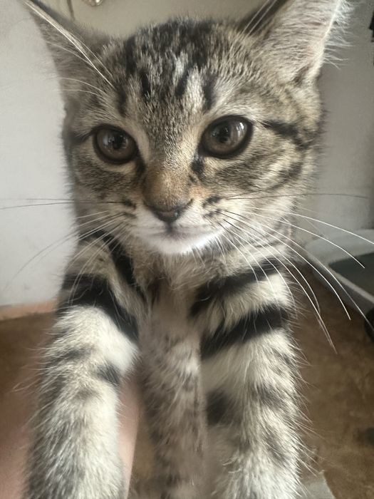 Котенок в добрые руки!