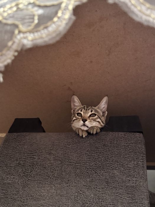 Мушук где-то 9 ойлик соглом ойиси бенгал киз бу бесплатно берамиз