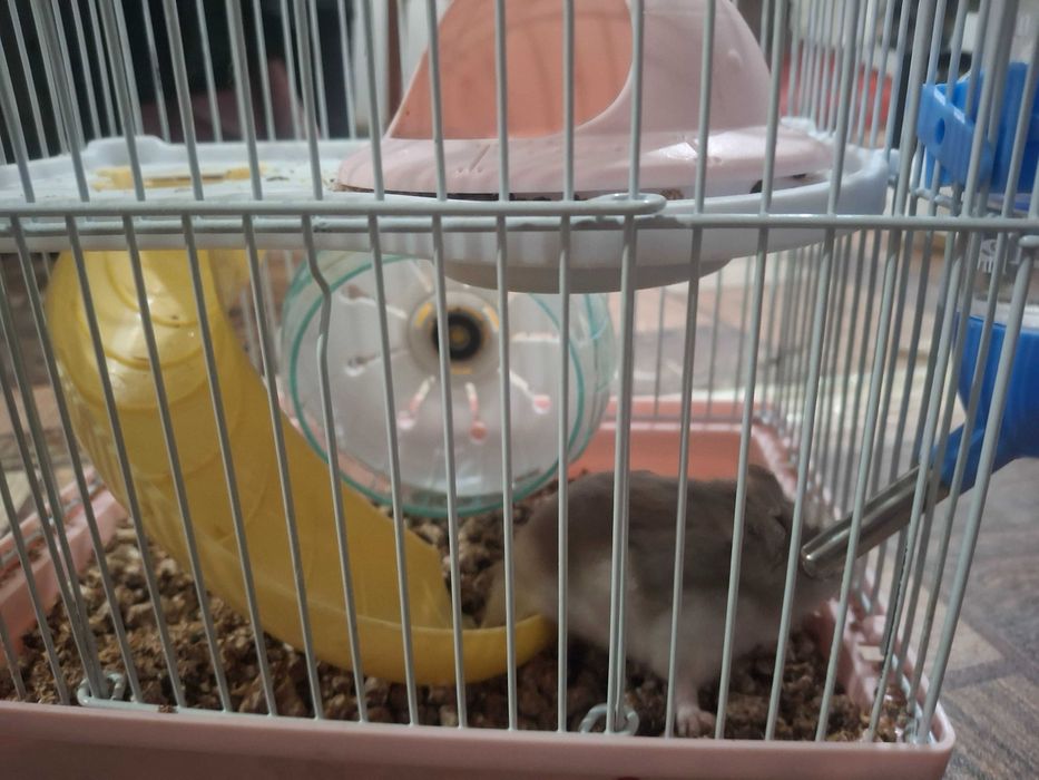 хомяк джунгарик продается