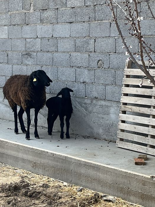 5 қой + 3 қозы сатылады | Келісімді