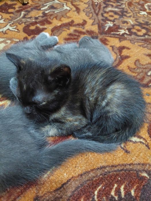 Котята в добрые руки