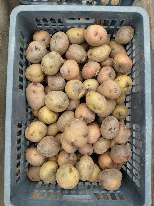 Продам семенной картофель, цена 200 тенге