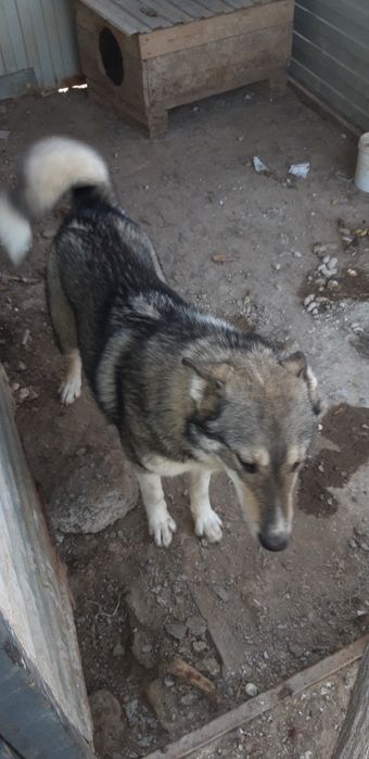 Западно Сибирский Лайка