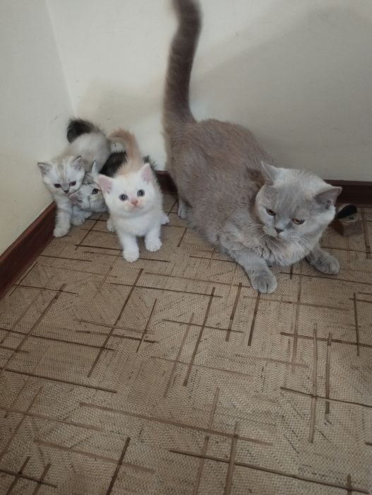 Шотландские котята