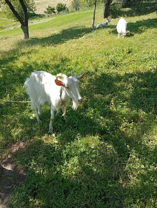 De vânzare  preț negociabil